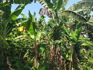 JUAL TANAH 2500 m² BONUS POHON BAMBU CIBETOK BOGOR