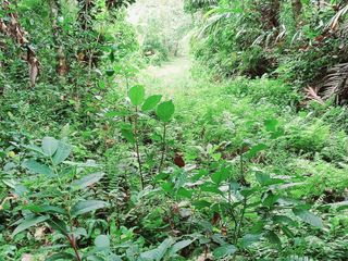 di kontrak kan tanah view lembah  hutan sungai 15 menit ke ubud kota