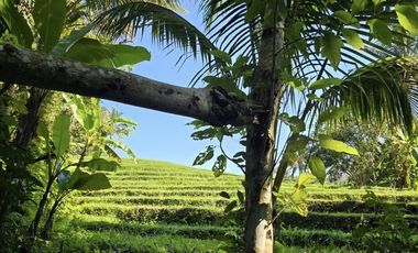 Tanah kebun view sawah dan los sungai kecil akses jalan hotmix