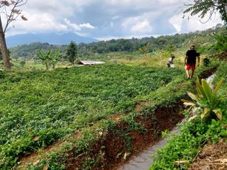 Tanah kebun, ada sumber air bisa bikin kolam