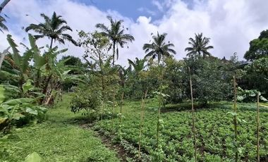 Tanah kebun view laut ketinggian 700mdpl luasan kecil