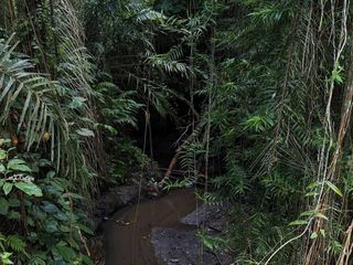 Tanah View Jungle di Bresela dekat Ubud Bali