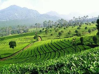 Dijual Cepat Kebun Teh 50 Ha SHM Lemahsugih Majalengka