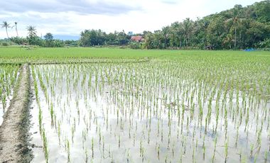 Sawah Zona Industri, Di Pusat Kota, Luas 5000 m, Pinggir Jln Raya Industri, Jatiluhur, Purwakarta.