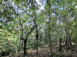 tanah kebun produktif di kelilingi sungai kecil