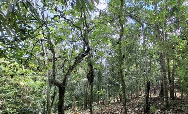 tanah kebun produktif di kelilingi sungai kecil