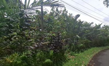 Dijual tanah kebun salak di selemadeg tabanan bali