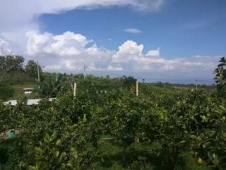 kebun apel dan jeruk murah