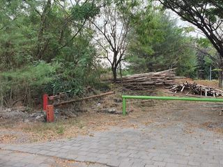 Wisata Semanggi Mangrove Wonorejo Rungkut