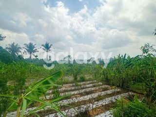 TANAH RAYA PAYANGAN UBUD GIANYAR, BALI