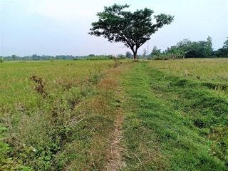 Sawah Produktif Kedawung Sragen