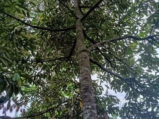 Tanah jumantono kebun buah 100jt