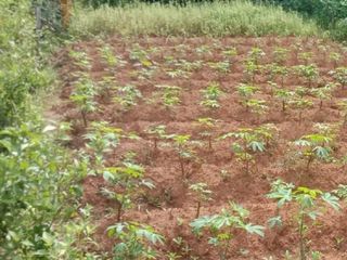 Dijual Cepat Tanah Kavling Termurah Lokasi Gondang Manis Bae