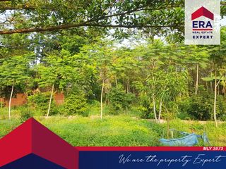 Disewakan Tanah Bonus Kebun Siap Hasil Panen