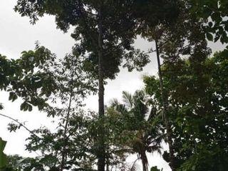Tanah jumantono bonus pohon durian