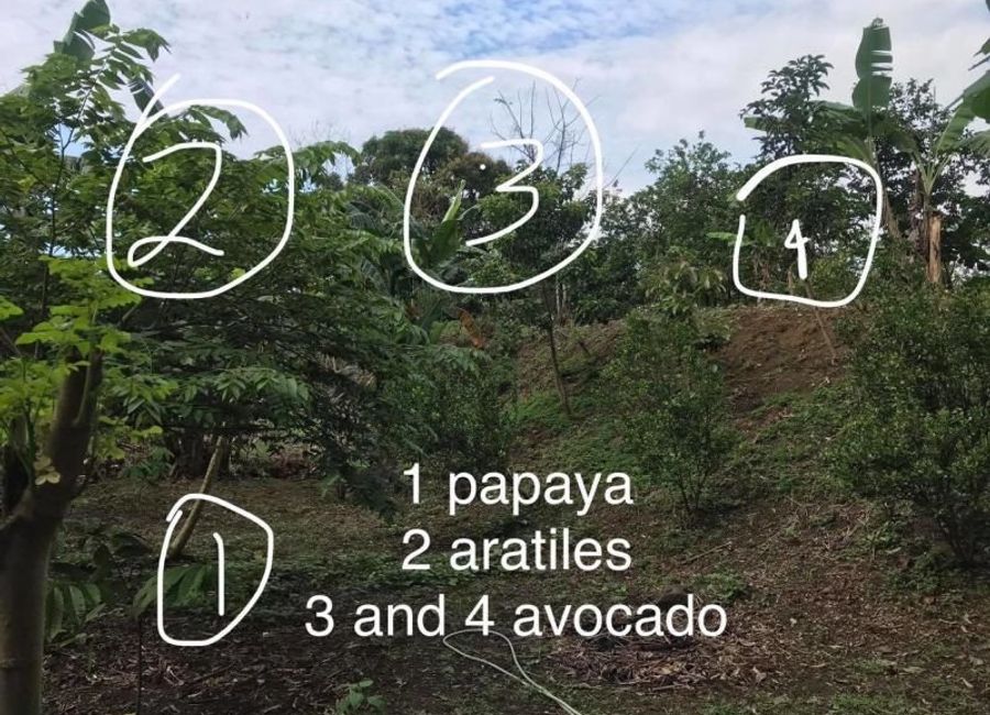 Lopez Avenue, Grove, Batong Malake, Los Baños, Laguna image 2