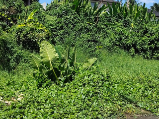 TANAH LOKASI STRATEGIS COCOK UNTUK VILLA DI TIBUBENENG CANGGU