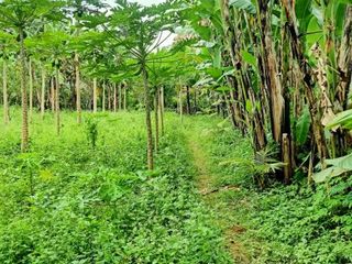 DIJUAL BUC TANAH LAHAN GLOBAL LUAS DI TEGALLALANG BALI