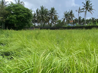 TANAH BAGUS DAN STRATEGIS 20 ARE DI UBUD GIANYAR