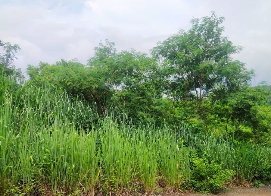 Forest Hills Avenue, Lower Tulakin, Bagong Nayon, Antipolo, Rizal