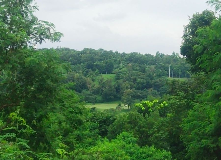 Forest Hills Avenue, Lower Tulakin, Bagong Nayon, Antipolo, Rizal image 3