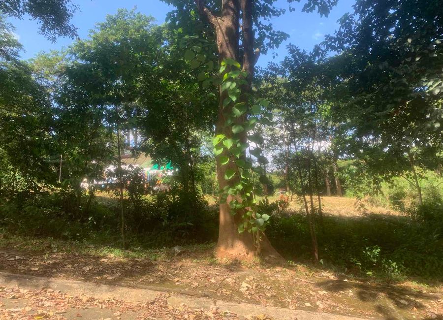Medalva Road, San Isidro, Angono, Rizal image 2
