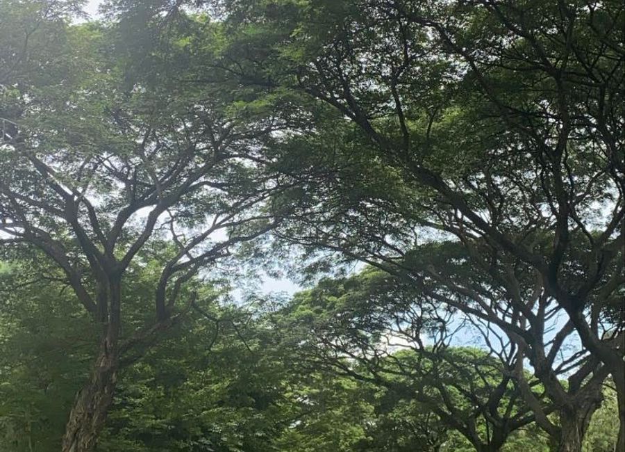 Cambridge Avenue, Promenade, Santo Domingo, Santa Rosa, Laguna