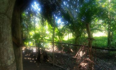 Agricultural Lot in Balamban, Cebu