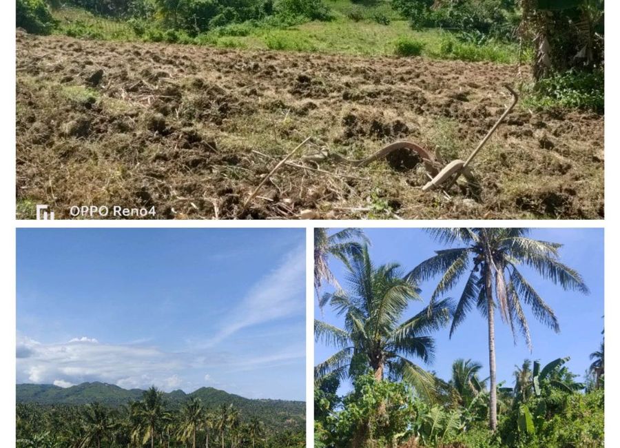 Farm Lot sale in CAn aga Sibonga , Cebu | Lamudi.com.ph