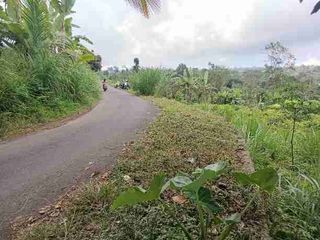 Tanah di Kintamani Bali Bisa untuk Peternakan Babi