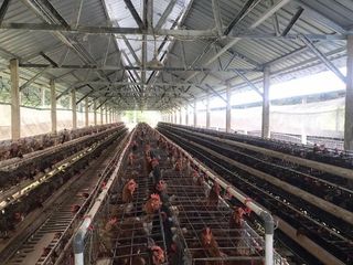 Kandang Ayam di Kesamben Blitar: Jual Cepat, Harga Bersahabat