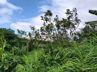 FOR SALE - Lot in Alaminos, Laguna