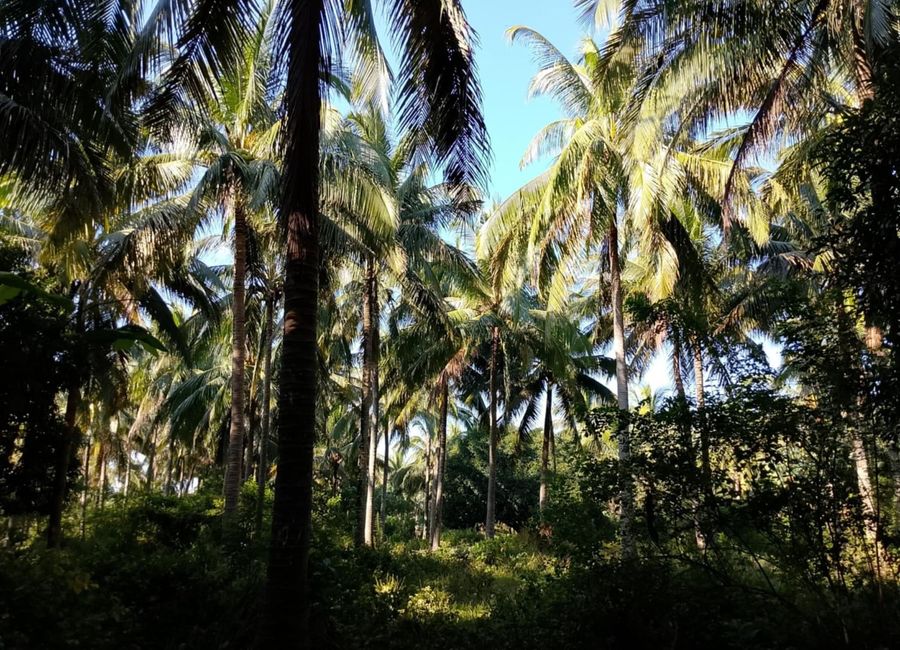 Concepcion No. 1, Sariaya, 2nd District, Quezon image 2
