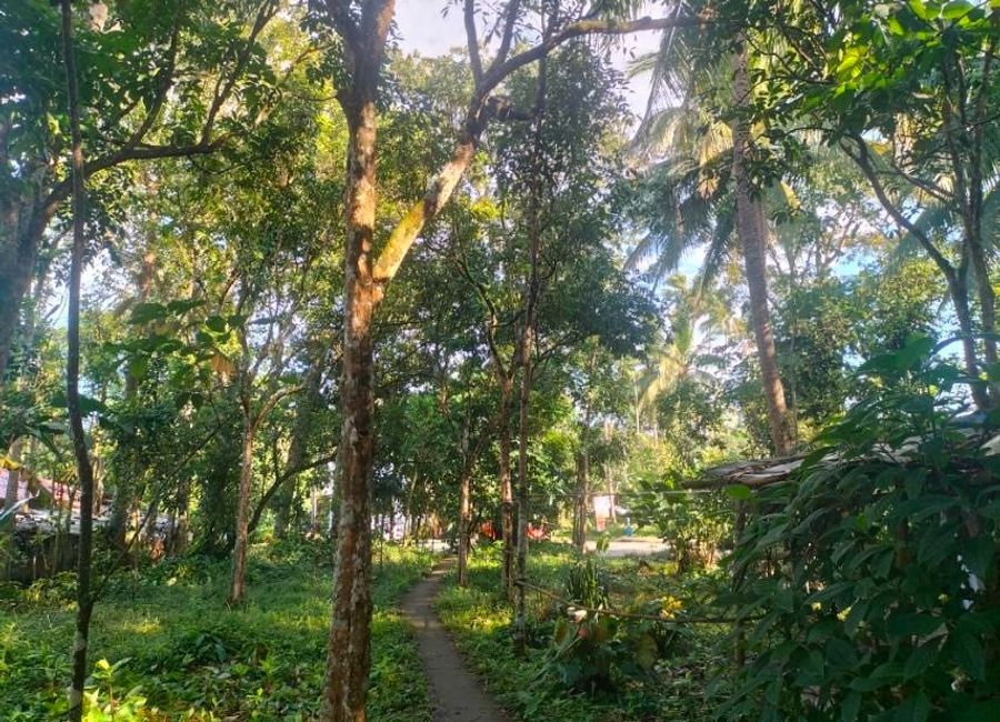 Calauan-Nagcarlan Road, Balayong, Nagcarlan, Laguna