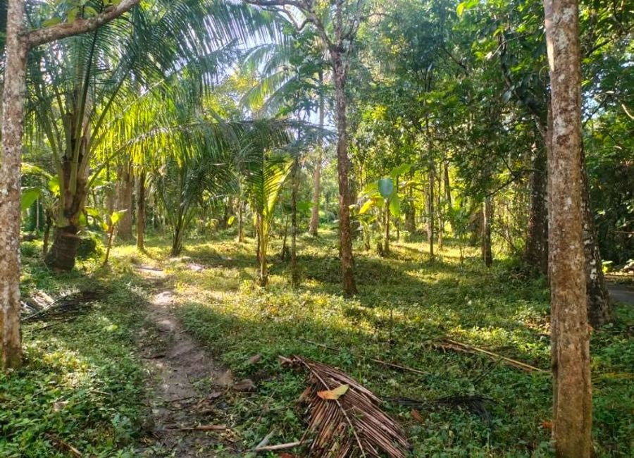 Calauan-Nagcarlan Road, Balayong, Nagcarlan, Laguna image 3