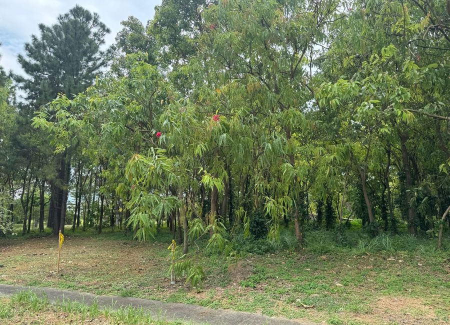 Provincial Road, Don Jose, Santa Rosa, Laguna image 2