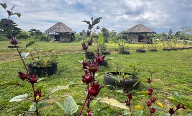 4.6-hectare Organic Farm Lot for sale in Dauis, Panglao, Bohol