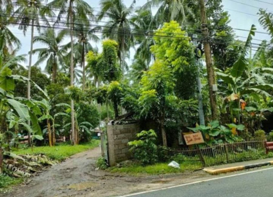 Sampaguita, Mabini, Lipa, Batangas image 2