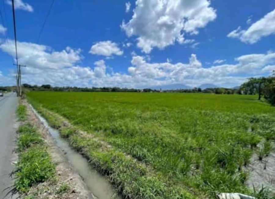 Rice Field Lot for Sale in Pila, Laguna | Lamudi.com.ph