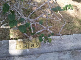 Residential Lot for Sale at Ponderosa Leisure Farms, Silang Cavite