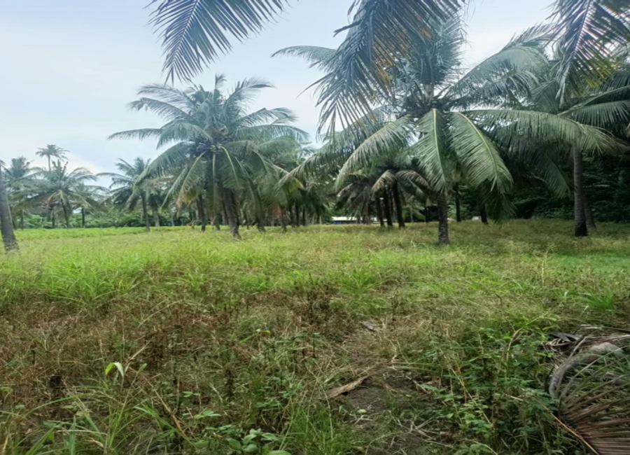 Sampaloc 2, Tumbaga 2, Sariaya, 2nd District, Quezon image 2