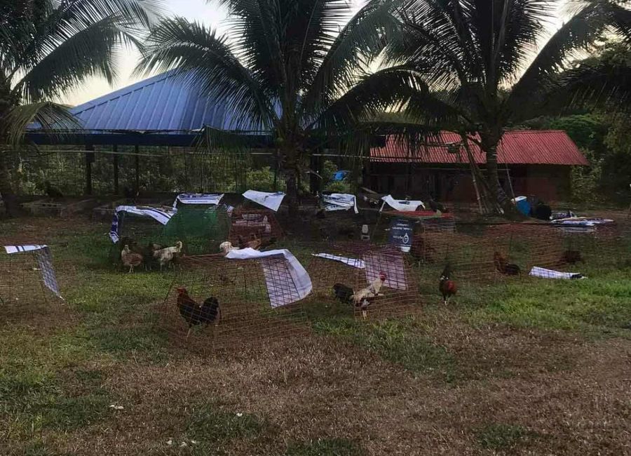 Purok 1, Sampaloc, Tanay, Rizal image 3