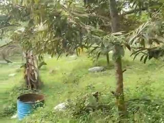 kebun durin berbagai varian sudah buah