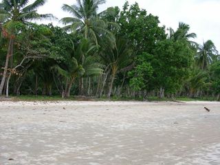 25 Hectares Beachfront Property for Sale in Palawan