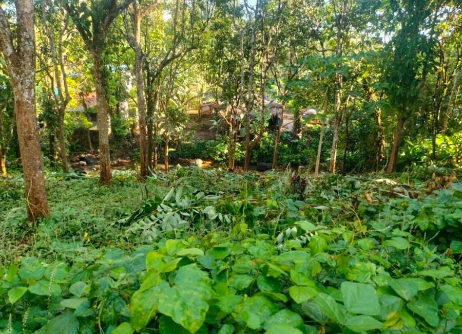 Nagcarlan-Calumpang Road, Calumpang, Liliw, Laguna image 3