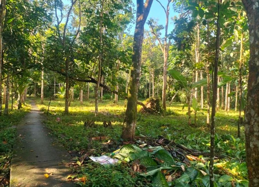 Nagcarlan-Calumpang Road, Calumpang, Liliw, Laguna