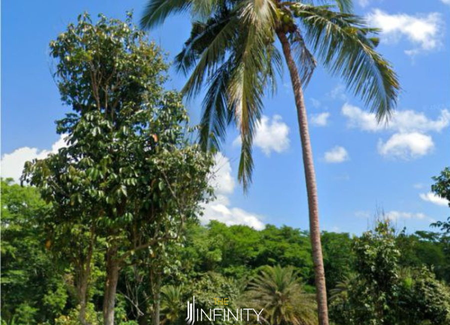 San Miguel, Alaminos, Laguna image 3