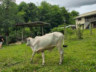 Overlooking BALAMBAN LOT  FOR SALE only Php 800. per sqm. 
📍 Near Tsuneishi, Cebu
