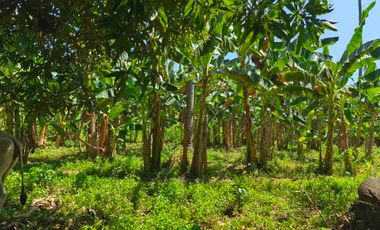 Titled Farm  lot  with fruit bearing trees along National Road Talavera Toledo City , CEBU