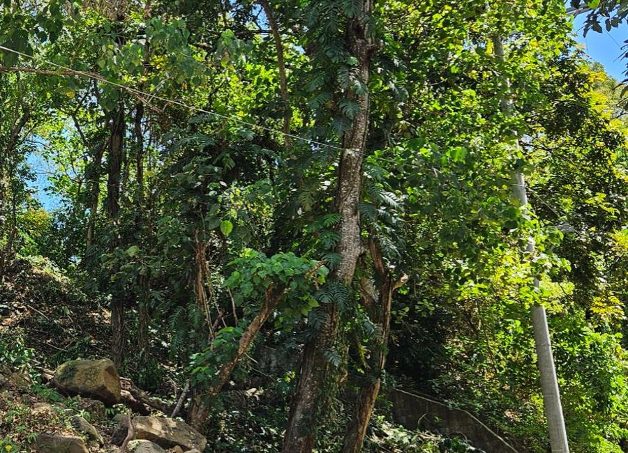 Sycamore Street, Forest Farms, Mahabang Parang, Angono, Rizal image 2